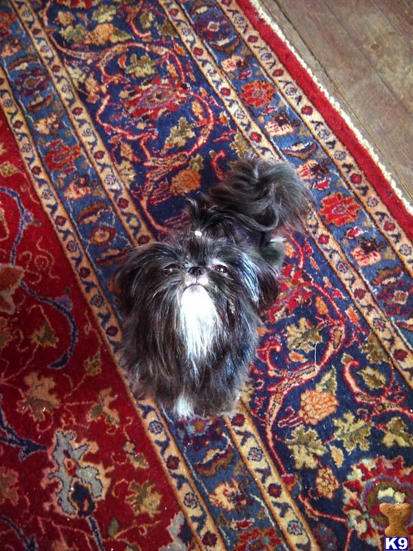 Stud Dogs - Shih Tzu