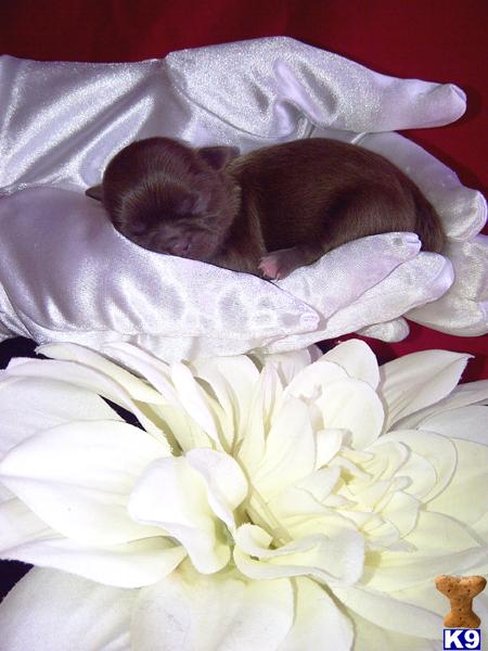Shih Tzu Puppies