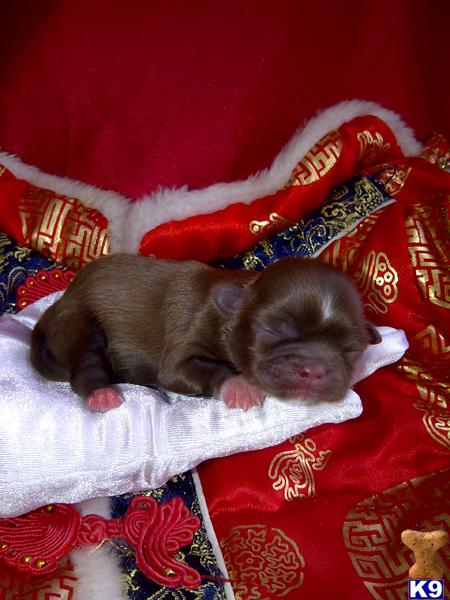 Shih Tzu Puppies