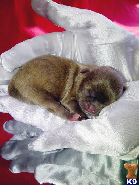 Shih Tzu Puppies