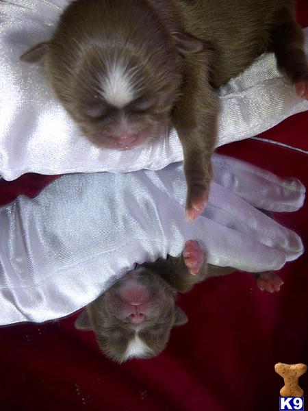 Shih Tzu Puppies