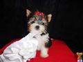 Biewer Yorkshire Terriers