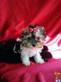 Biewer Yorkshire Terriers