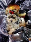 Biewer Yorkshire Terriers