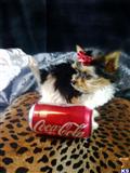 Biewer Yorkshire Terriers