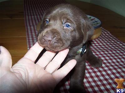 Labrador Retriever Puppies in FL