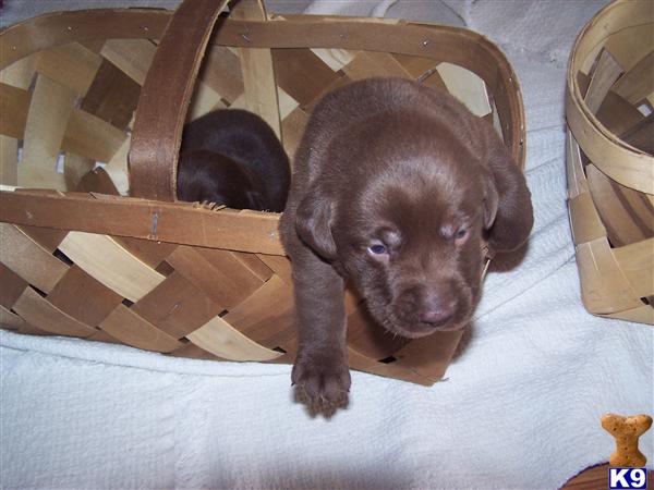 Labrador Retriever Puppies in FL