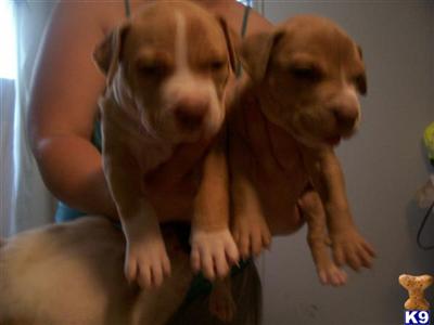 American Pit Bull Puppies in FL