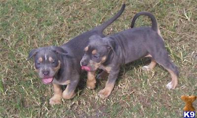 American Pit Bull Puppies in FL