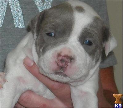 American Pit Bull Puppies in FL