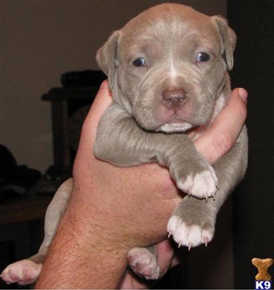 American Pit Bull Puppies in FL