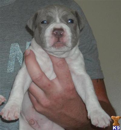 American Pit Bull Puppies in FL