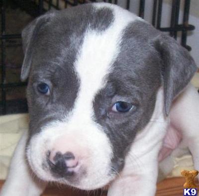 American Pit Bull Puppies in FL