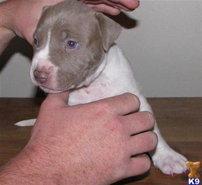 American Pit Bull Puppies in FL