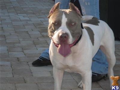 American Pit Bull Puppies in FL