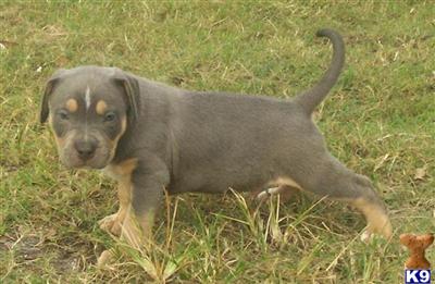 American Pit Bull Puppies in FL