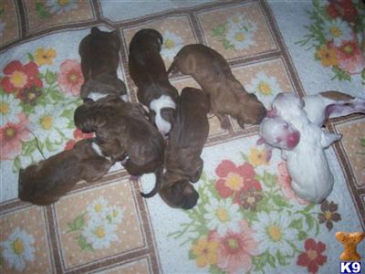 American Pit Bull Puppies in FL