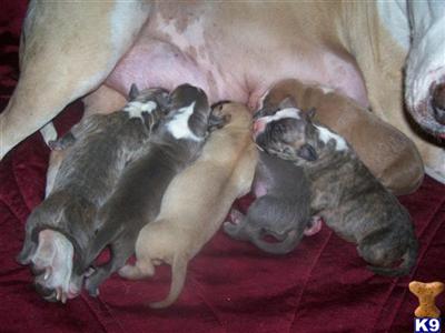 American Pit Bull Puppies in FL
