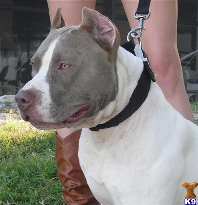 Stud Dogs in FL