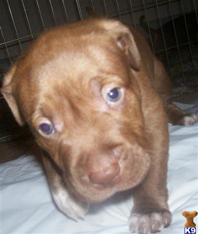 American Pit Bull Puppies in FL