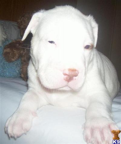 Puppies in FL
