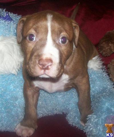 American Pit Bull Puppies in FL