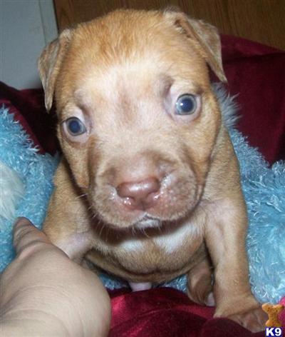 American Pit Bull Puppies in FL