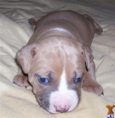 Puppies in FL