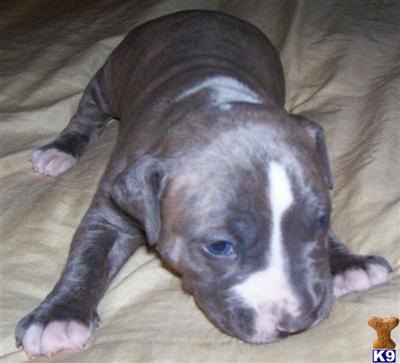 Puppies in FL