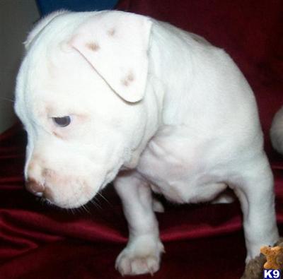 American Pit Bull Puppies in FL