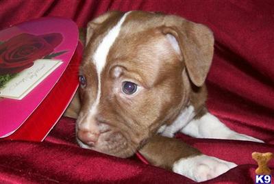 American Pit Bull Puppies in FL