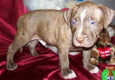 American Pit Bull Puppies in FL