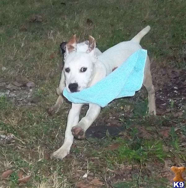 American Pit Bull Puppies in FL