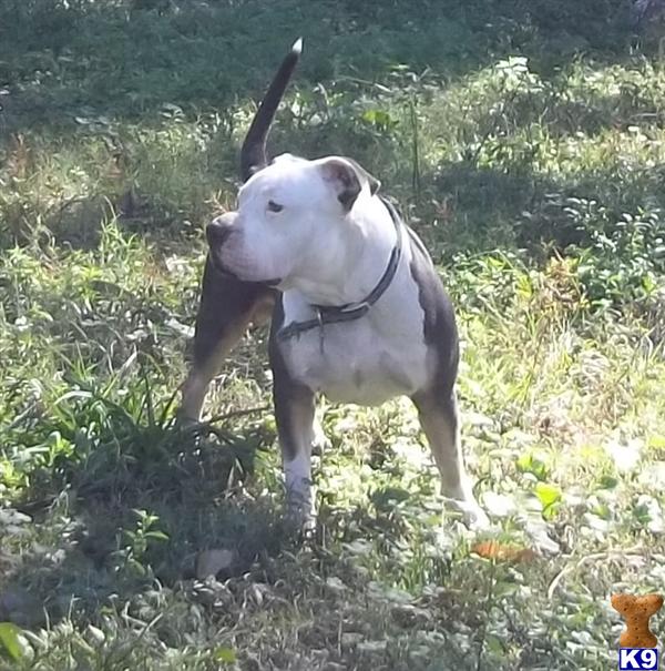 Stud Dogs - American Pit Bull