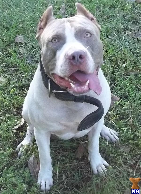 Stud Dogs - American Pit Bull