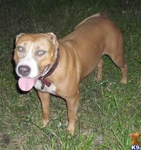 Dogs for Sale