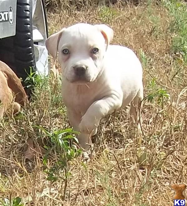 American Pit Bull Puppies in FL