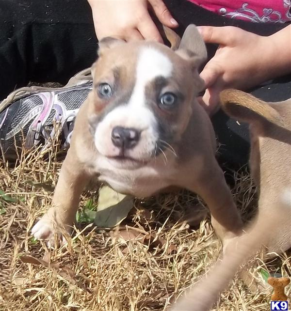 American Pit Bull Puppies