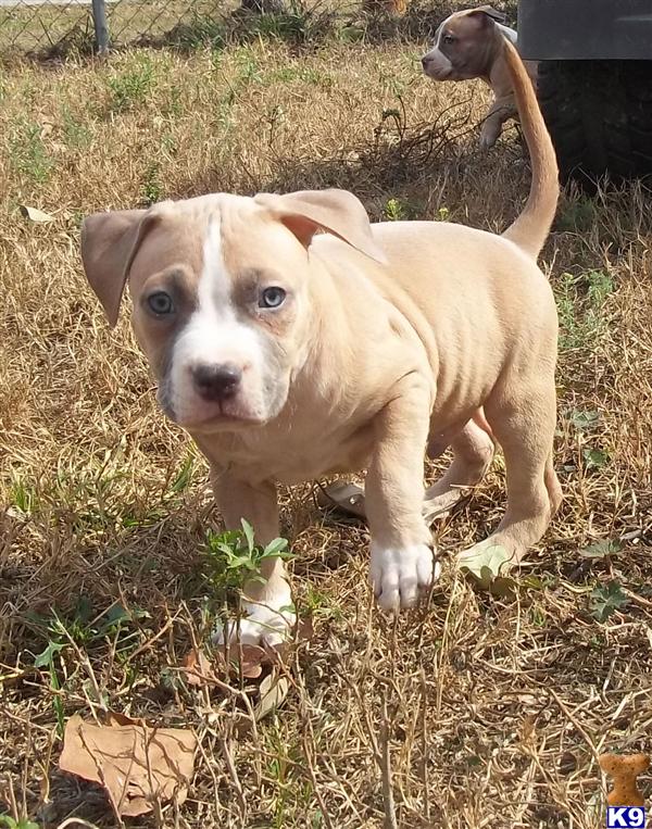American Pit Bull Puppies in FL