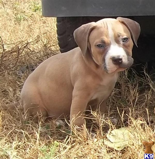 American Pit Bull Puppies in FL