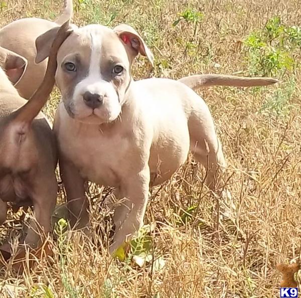 American Pit Bull Puppies in FL