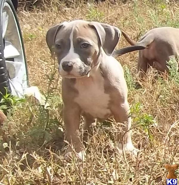 American Pit Bull Puppies in FL