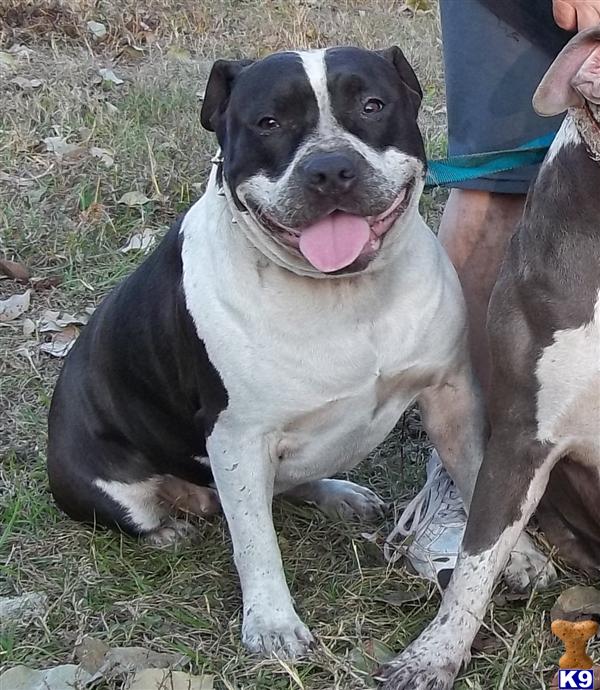 Dogs for Sale in FL