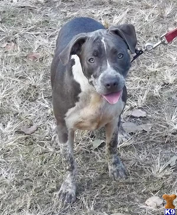 American Pit Bull Puppies