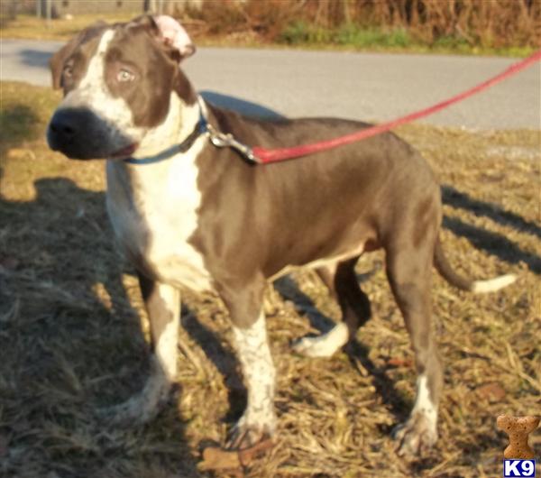 American Pit Bull Puppies