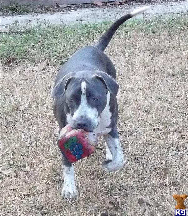 American Pit Bull Puppies