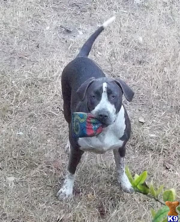 Dogs for Sale