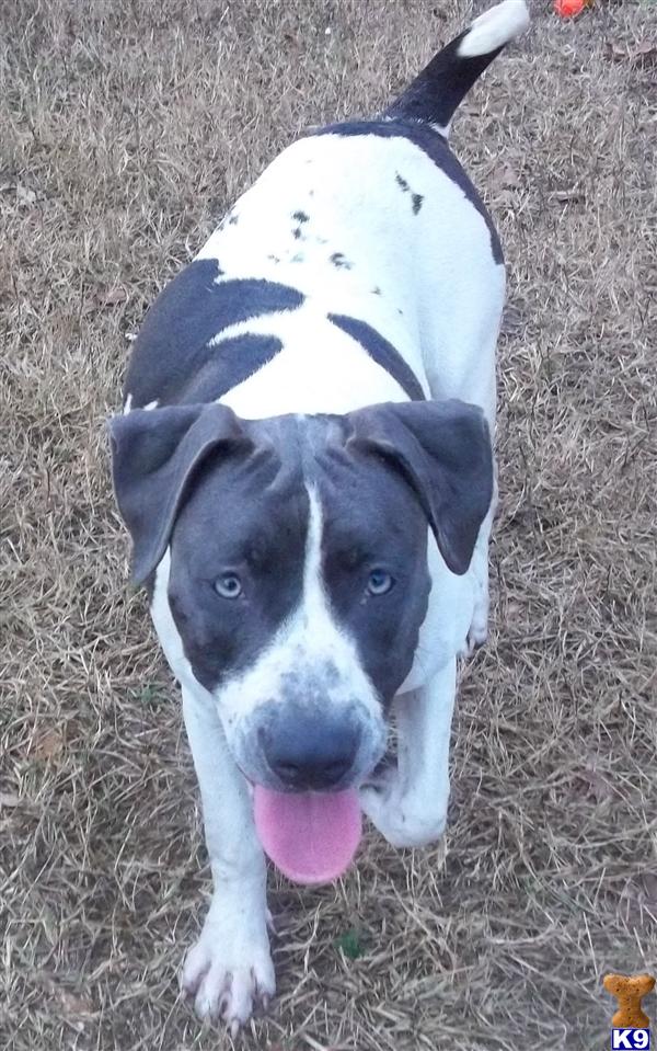 American Pit Bull Puppies