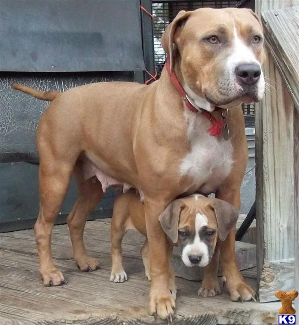 Dogs for Sale
