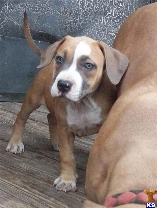 American Pit Bull Puppies